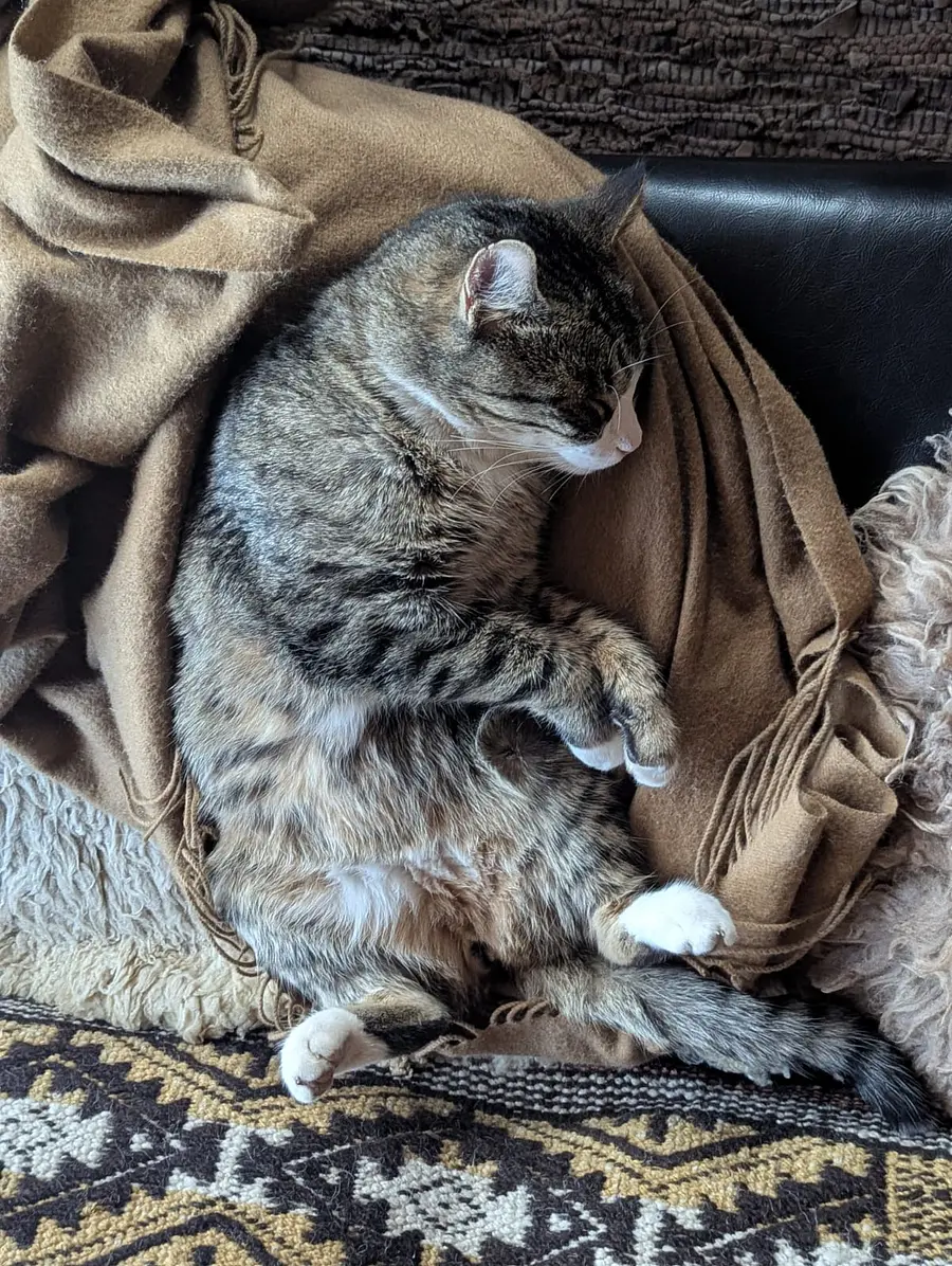 Feast your eyes on his fluff.